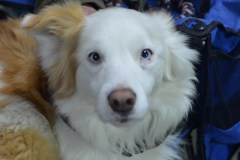 41-AgileCPE-Portraits-28Dec19