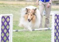 25-AOC-STD-Novice-27Jun20