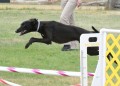 33-AOC-STD-Novice-27Jun20