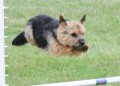 47-AOC-STD-Novice-27Jun20