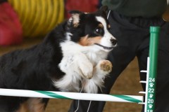 07-ASCA-Elite-Jumpers-5Oct19