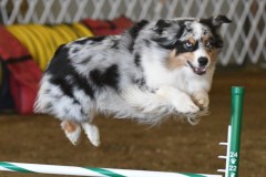 14-ASCA-Elite-Jumpers-5Oct19