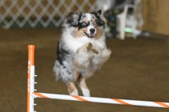 15-ASCA-Elite-Jumpers-5Oct19