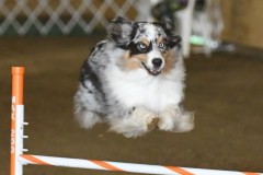 16-ASCA-Elite-Jumpers-5Oct19