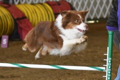 18-ASCA-Elite-Jumpers-5Oct19