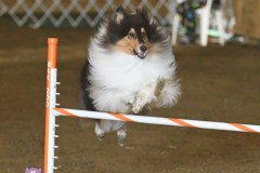 20-ASCA-Elite-Jumpers-5Oct19