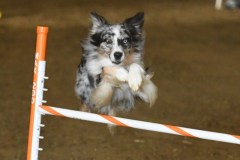 23-ASCA-Elite-Jumpers-5Oct19
