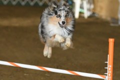26-ASCA-Elite-Jumpers-5Oct19