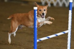32-ASCA-Elite-Jumpers-5Oct19