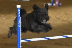 33-ASCA-Elite-Jumpers-5Oct19