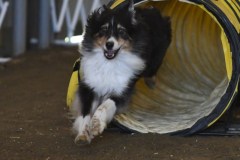 37-ASCA-Elite-Jumpers-5Oct19