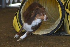 41-ASCA-Elite-Jumpers-5Oct19
