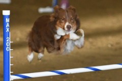 43-ASCA-Elite-Jumpers-5Oct19