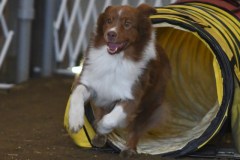 44-ASCA-Elite-Jumpers-5Oct19
