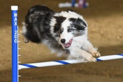 53-ASCA-Elite-Jumpers-5Oct19
