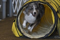 54-ASCA-Elite-Jumpers-5Oct19