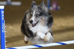 57-ASCA-Elite-Jumpers-5Oct19