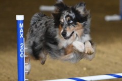 61-ASCA-Elite-Jumpers-5Oct19