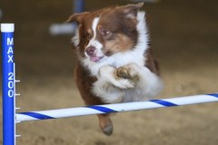 84-ASCA-Elite-Jumpers-5Oct19
