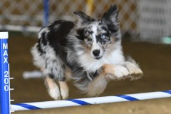 87-ASCA-Elite-Jumpers-5Oct19
