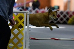 08-ASCA-Open-Gambler-1-7Dec19