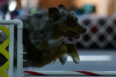 09-ASCA-Open-Gambler-1-7Dec19