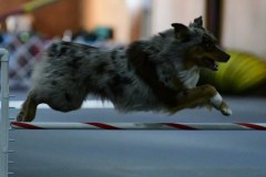 10-ASCA-Open-Gambler-1-7Dec19