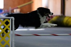 13-ASCA-Open-Gambler-1-7Dec19