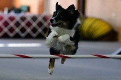 14-ASCA-Open-Gambler-1-7Dec19