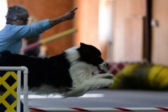 16-ASCA-Open-Gambler-1-7Dec19