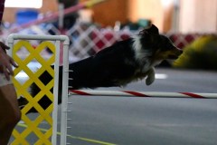 17-ASCA-Open-Gambler-1-7Dec19