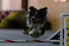 18-ASCA-Open-Gambler-1-7Dec19