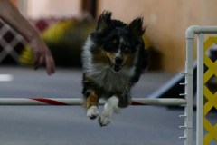 19-ASCA-Open-Gambler-1-7Dec19