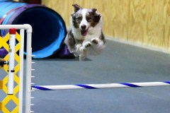 01-WASCUNY-6-22-19-Elite-Jumpers
