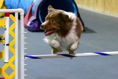 04-WASCUNY-6-22-19-Elite-Jumpers