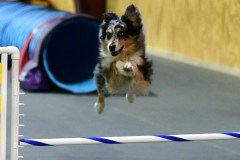 06-WASCUNY-6-22-19-Elite-Jumpers