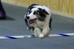 12-WASCUNY-6-22-19-Elite-Jumpers
