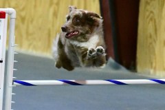 13-WASCUNY-6-22-19-Elite-Jumpers