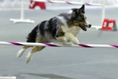 14-WASCUNY-6-22-19-Elite-Jumpers