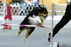 16-WASCUNY-6-22-19-Elite-Jumpers