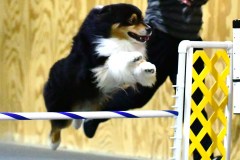 18-WASCUNY-6-22-19-Elite-Jumpers