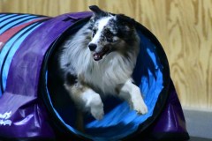 21-WASCUNY-6-22-19-Elite-Jumpers