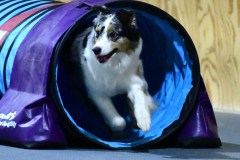 27-WASCUNY-6-22-19-Elite-Jumpers