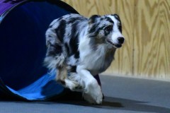 37-WASCUNY-6-22-19-Elite-Jumpers