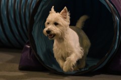017-SAAC-AKC-24Aug19-ExMstr-JWW