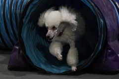 029-SAAC-AKC-24Aug19-ExMstr-JWW