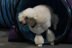030-SAAC-AKC-24Aug19-ExMstr-JWW