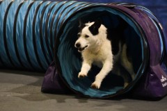 035-SAAC-AKC-24Aug19-ExMstr-JWW