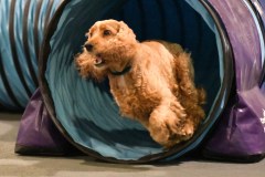 043-SAAC-AKC-24Aug19-ExMstr-JWW