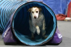 062-SAAC-AKC-24Aug19-ExMstr-JWW